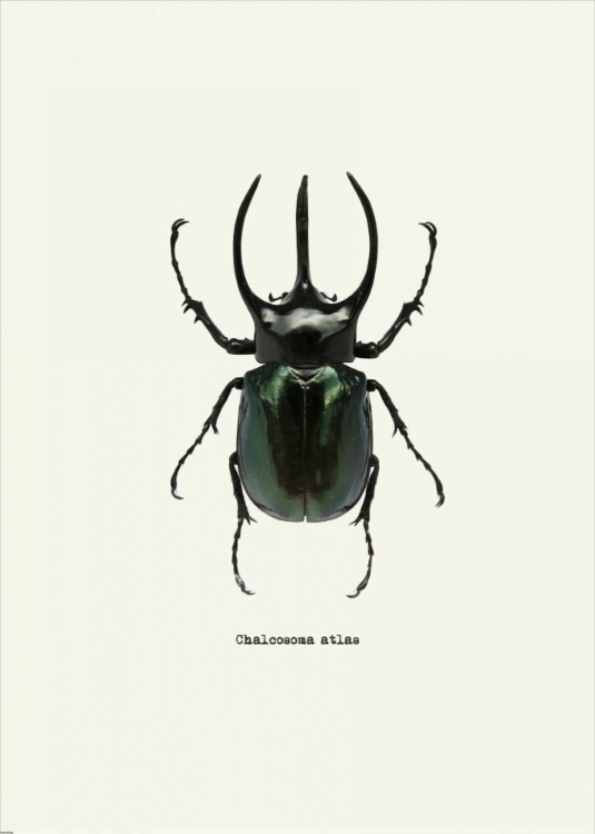 Picture of BEETLE BLACK