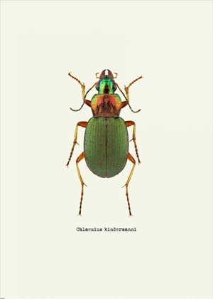 Picture of BEETLE GREEN