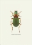 Picture of BEETLE GREEN