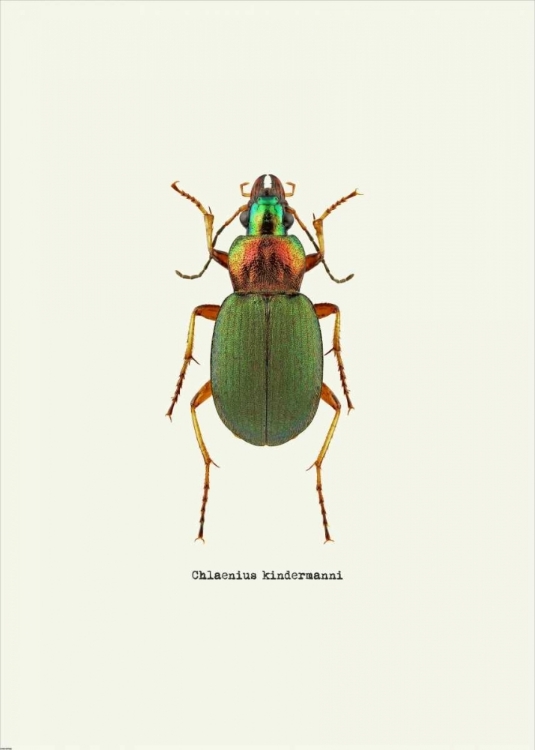 Picture of BEETLE GREEN