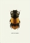 Picture of BEETLE ORANGE
