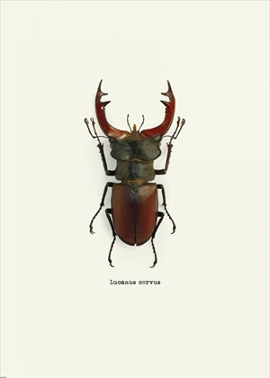 Picture of BEETLE RED