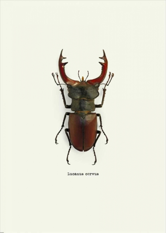 Picture of BEETLE RED