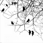 Picture of BIRD II
