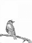 Picture of BIRD III