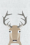 Picture of WHITETAIL DEER