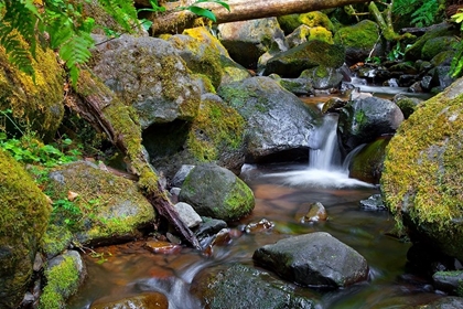 Picture of MOSSY STREAM
