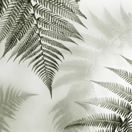 Picture of FERNS NO. 1