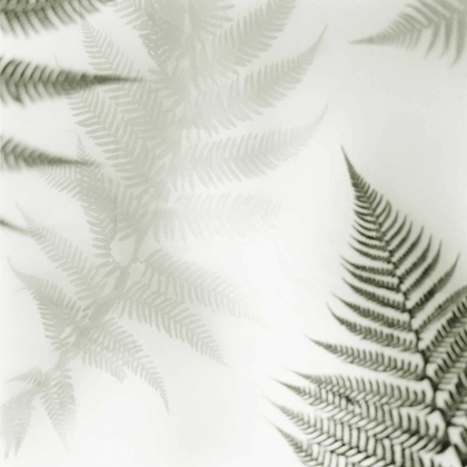 Picture of FERNS NO. 2