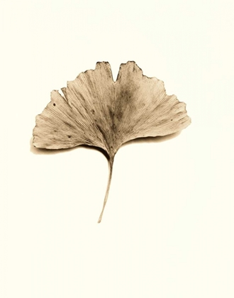 Picture of GINKGO LEAF