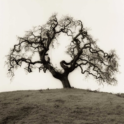 Picture of HILLSIDE OAK TREE