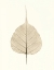 Picture of INDIA FICUS