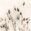 Picture of ITALIAN TALL GRASS NO. 2