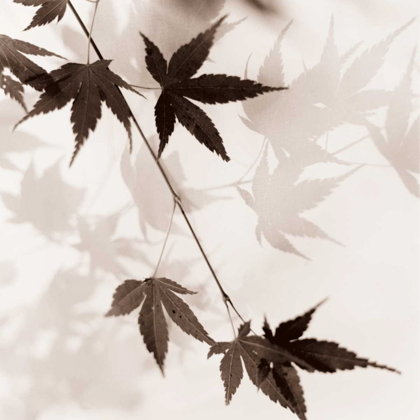 Picture of JAPANESE MAPLE LEAVES NO. 1