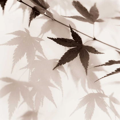 Picture of JAPANESE MAPLE LEAVES NO. 2