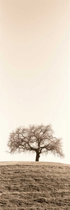 Picture of LONE OAK TREE
