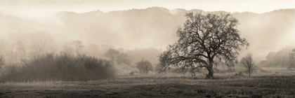 Picture of MEADOW OAK TREE