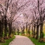Picture of CHERRY BLOSSOM TRAIL