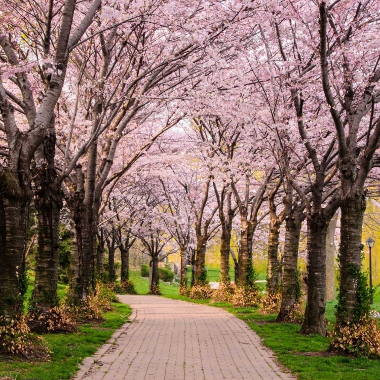 Picture of CHERRY BLOSSOM TRAIL