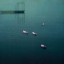 Picture of FLOATING HOPE