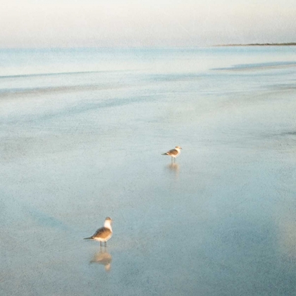 Picture of TWO BIRDS ON BEACH