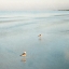 Picture of TWO BIRDS ON BEACH