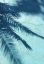 Picture of TURQUOISE SHADOW