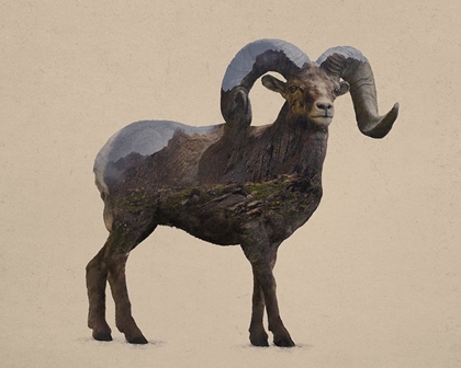 Picture of ROCKY MOUNTAIN BIGHORN