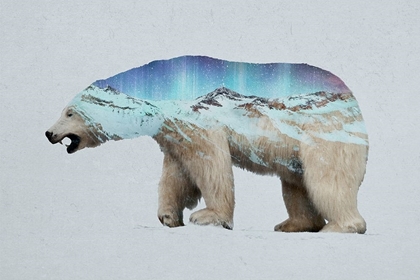 Picture of THE ARCTIC POLAR BEAR