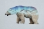 Picture of THE ARCTIC POLAR BEAR