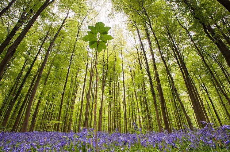 Picture of HALLERBOS