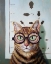Picture of FELINE CAT EXAM