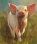 Picture of MORNING PIG