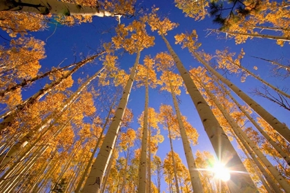 Picture of WINTER ASPENS