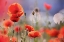 Picture of POPPY DELIGHT