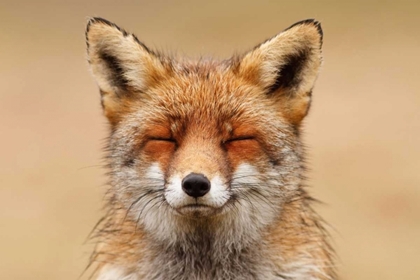 Picture of ZEN FOX RED PORTRAIT