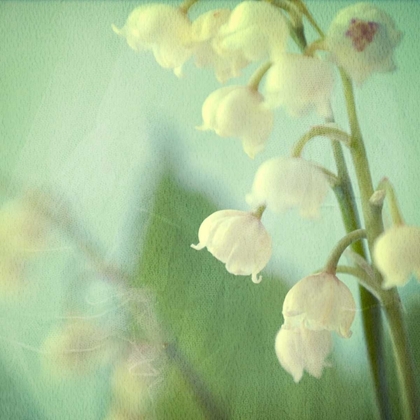 Picture of LILY OF THE VALLEY