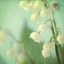 Picture of LILY OF THE VALLEY