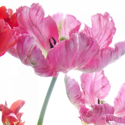 Picture of PARROT TULIPS
