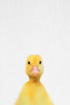 Picture of DUCK