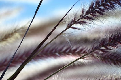 Picture of GRASSES NO. 8