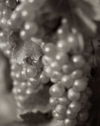 Picture of GRAPES - 19