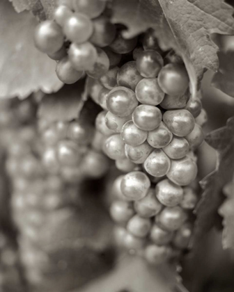 Picture of GRAPES - 20
