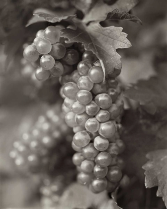 Picture of GRAPES - 21