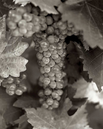 Picture of GRAPES - 22