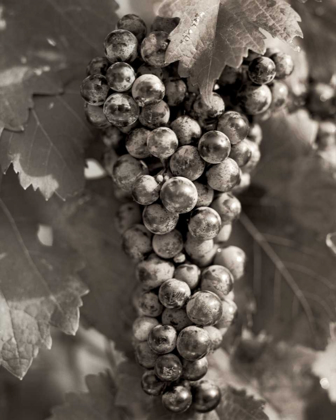 Picture of GRAPES - 23