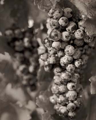 Picture of GRAPES - 24