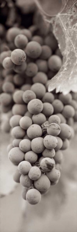 Picture of GRAPES PANO - 1