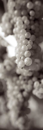 Picture of GRAPES PANO - 10