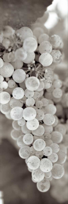 Picture of GRAPES PANO - 13